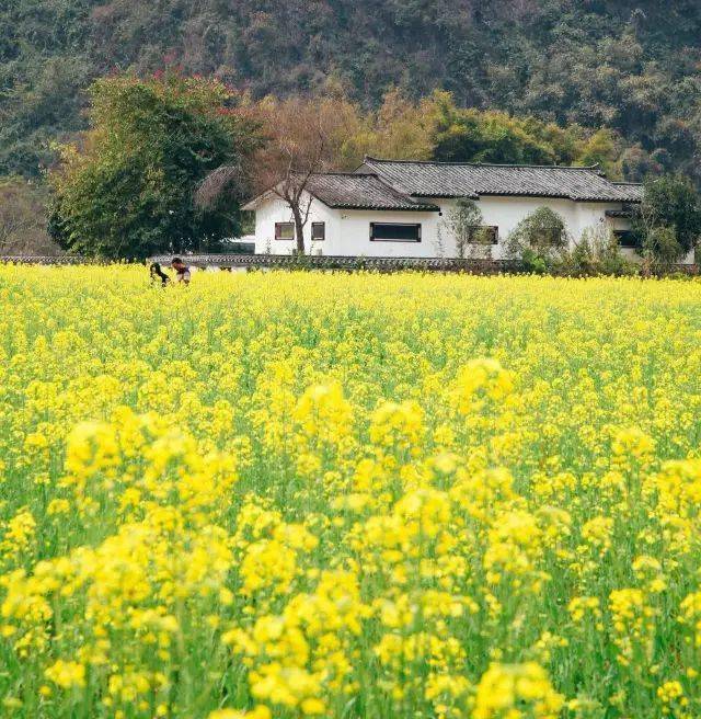 油菜花图片大全 最美图片