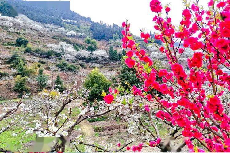 韶关九峰山桃花图片