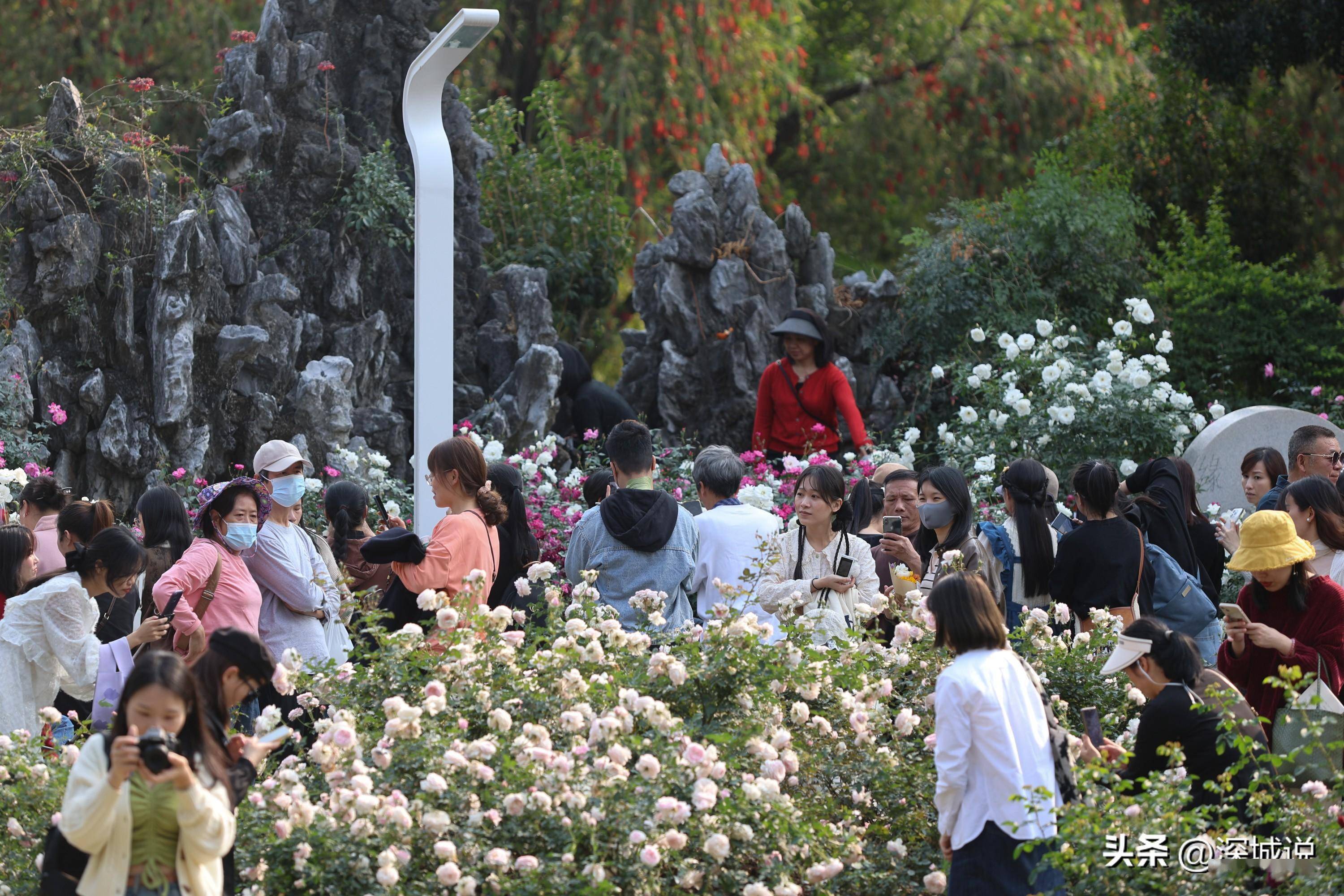 2024深圳月季花展遇上好天气,赏花正合适,300多品种月季绽放_人民公园