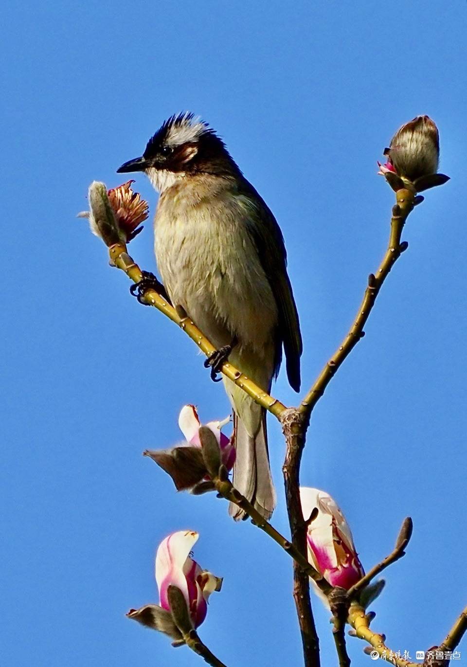 "贪恋"玉兰花的白头翁_平松