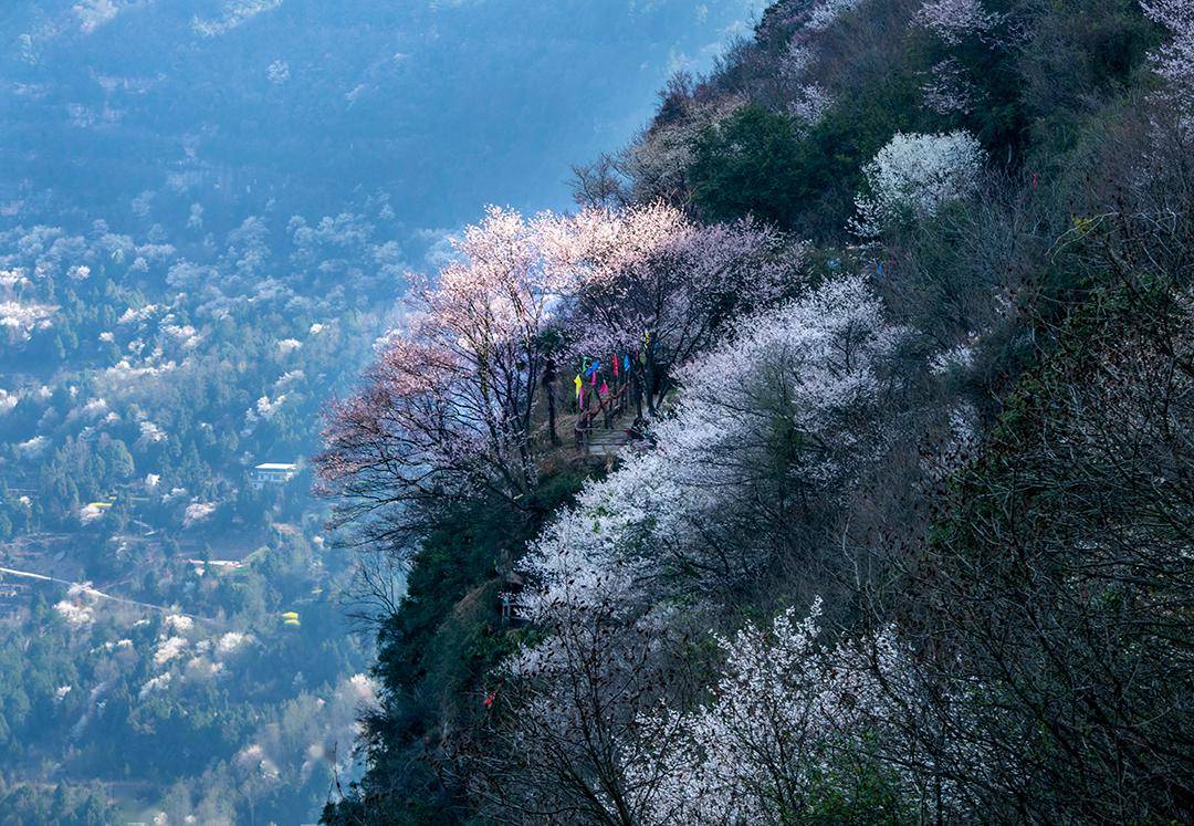 苍溪县唤马镇龙珠岭:十里樱花正开放 深山春色引客来_茶叶_发展_景区