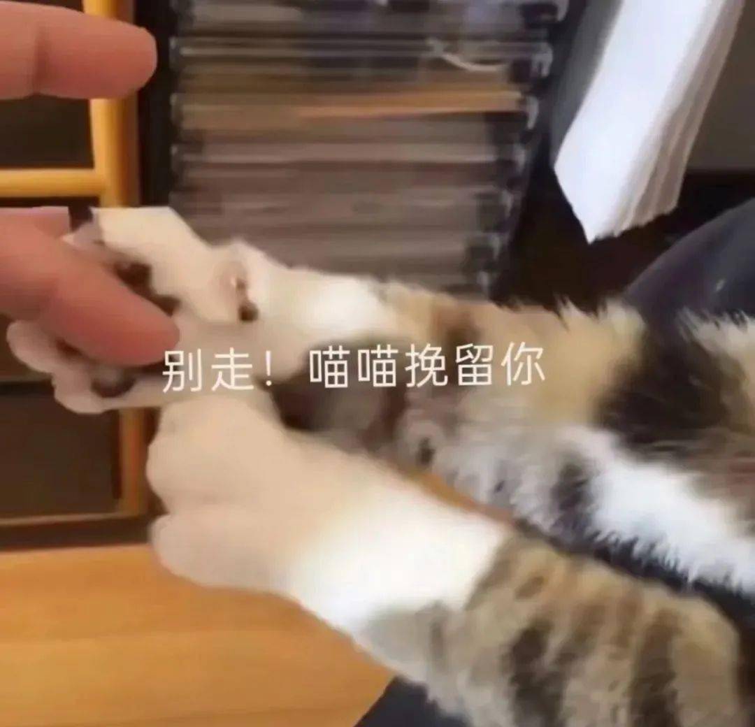 表情包你们两个能上床吗