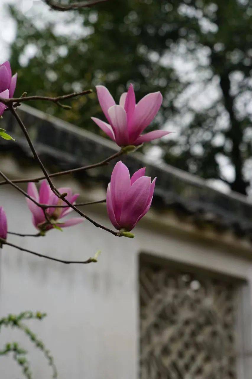 园内中心位置,是后乐园主厅所在,故在庭前栽种二棵玉兰,寓意金玉满堂