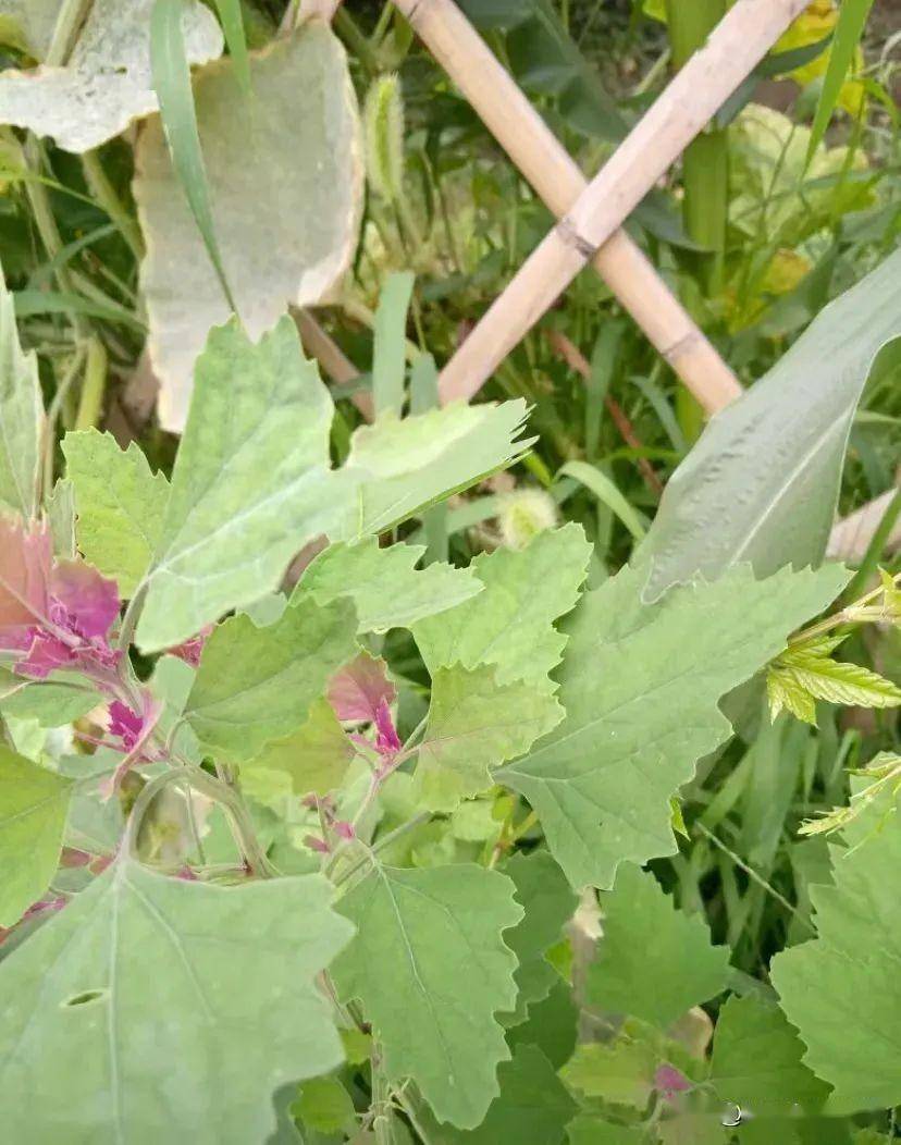 春天地里的野菜图片图片