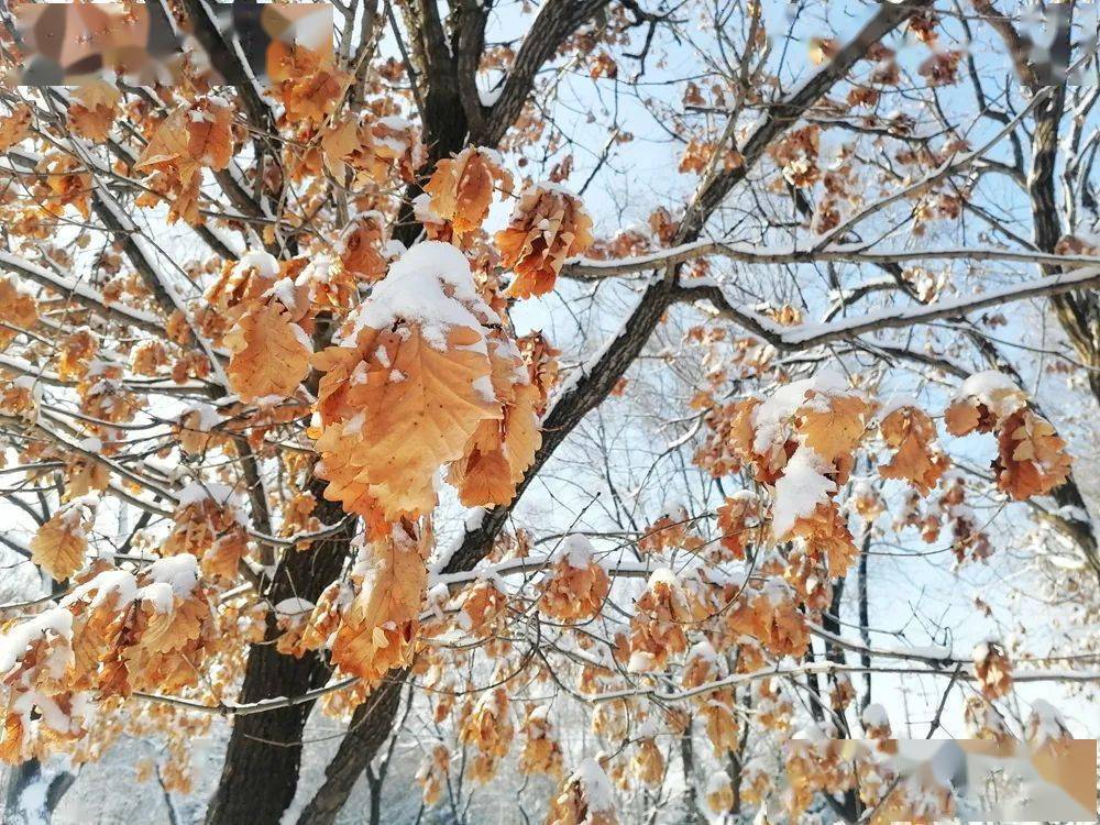二月二龙抬头有雨雪相伴