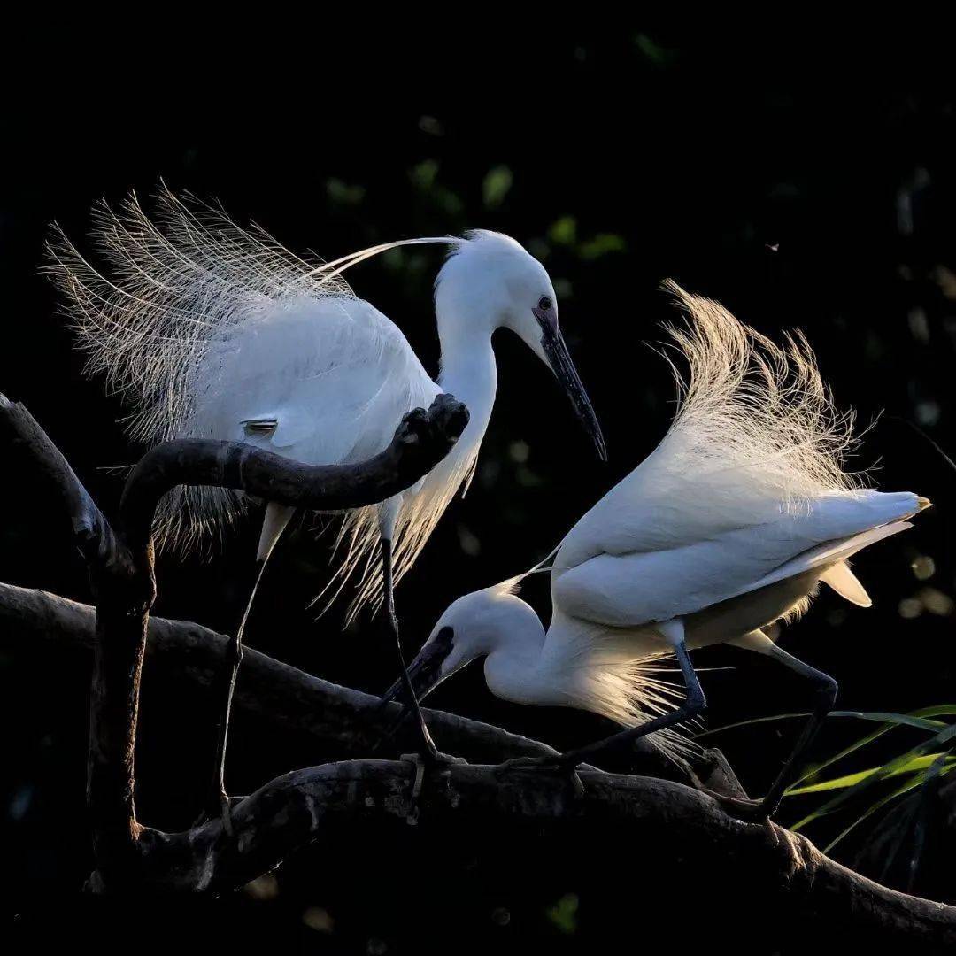 绿色越秀丨三月的浪漫,是月季给的!这里的白鹭也在"扮靓"→_流花湖公
