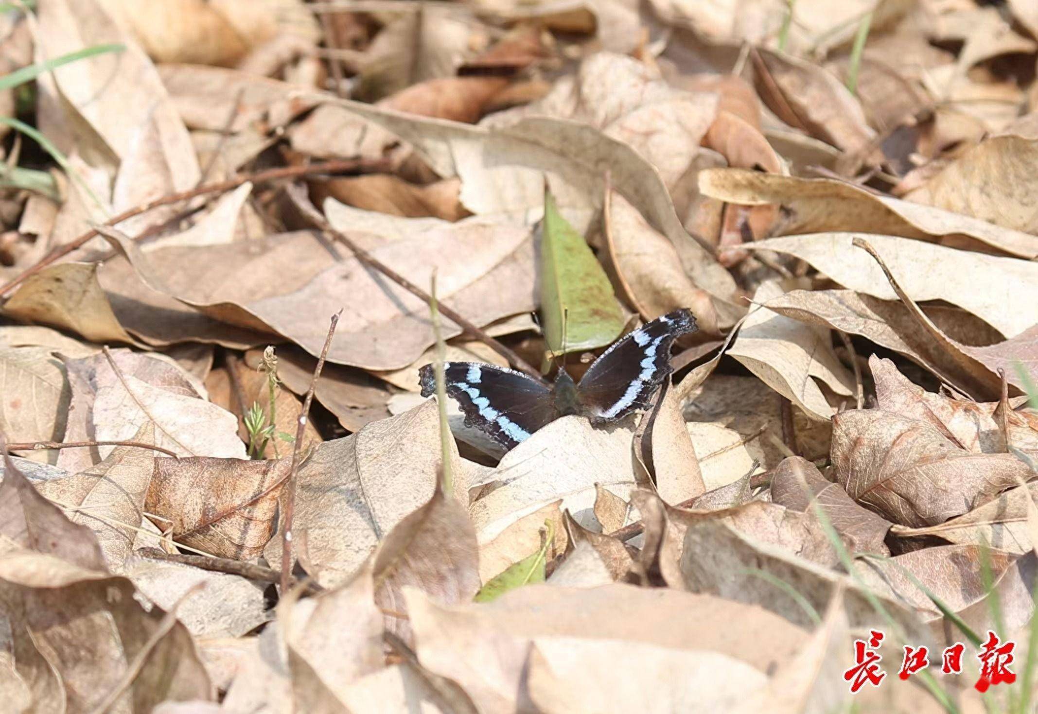 气温快速上升武汉的越冬蝶开始翩翩起舞了
