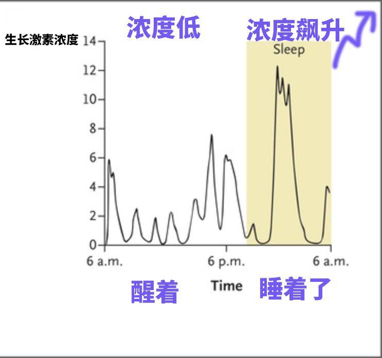 运动前后生长激素对照图片