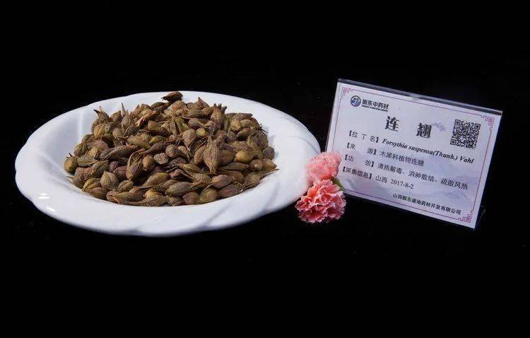 连翘:我非迎春,春由我迎_岐伯_功效_中药材