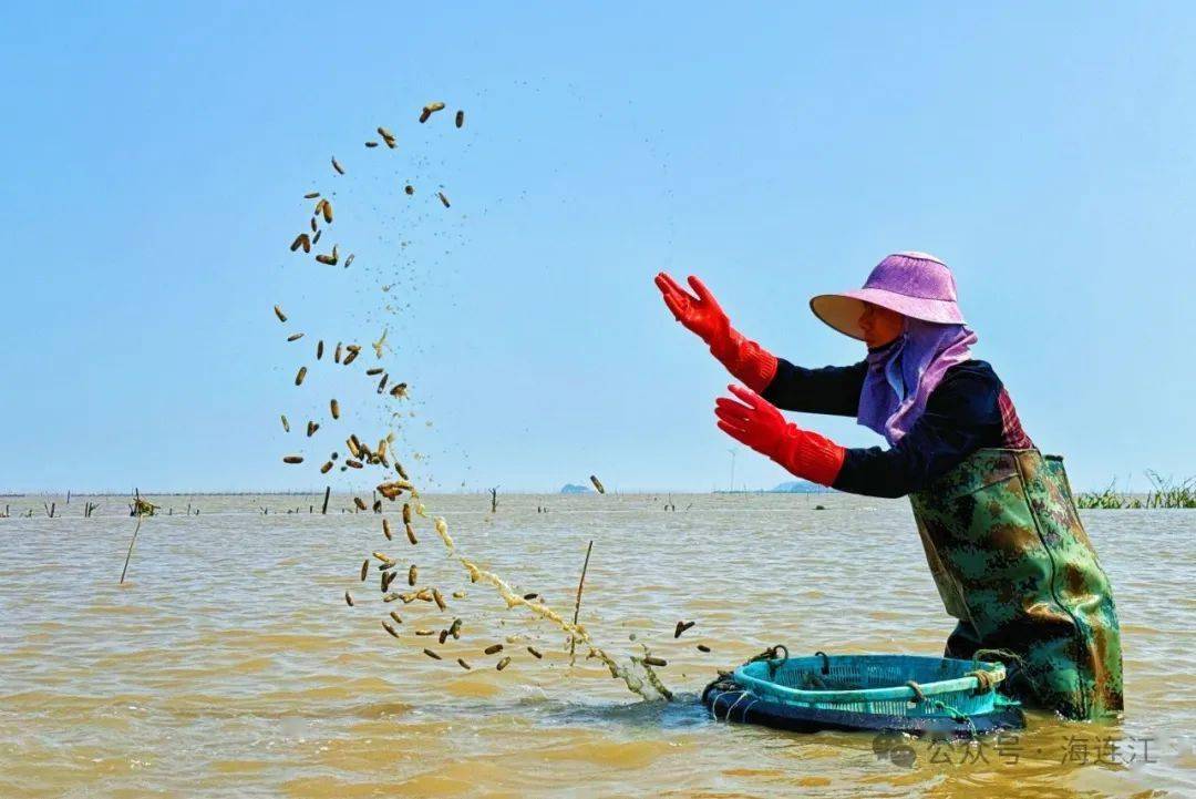 养殖户们正抢抓退潮黄金时间,在浅海滩涂上撒苗种蛏,忙得不亦乐乎