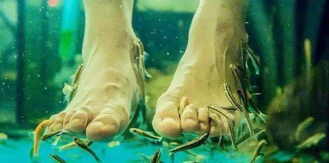 恐怖的温泉鱼疗吃脚皮治脚气全是假象整条鱼进去只剩骨架