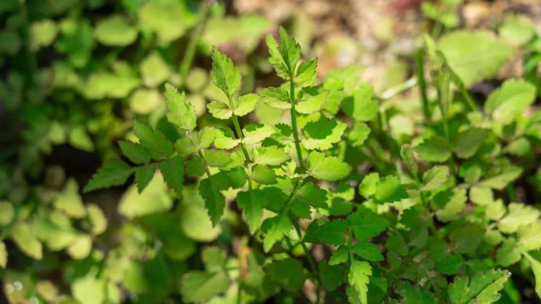 水芹菜又名细叶芹,是一种生长在小溪边,河边和水田里的水生蔬菜,在