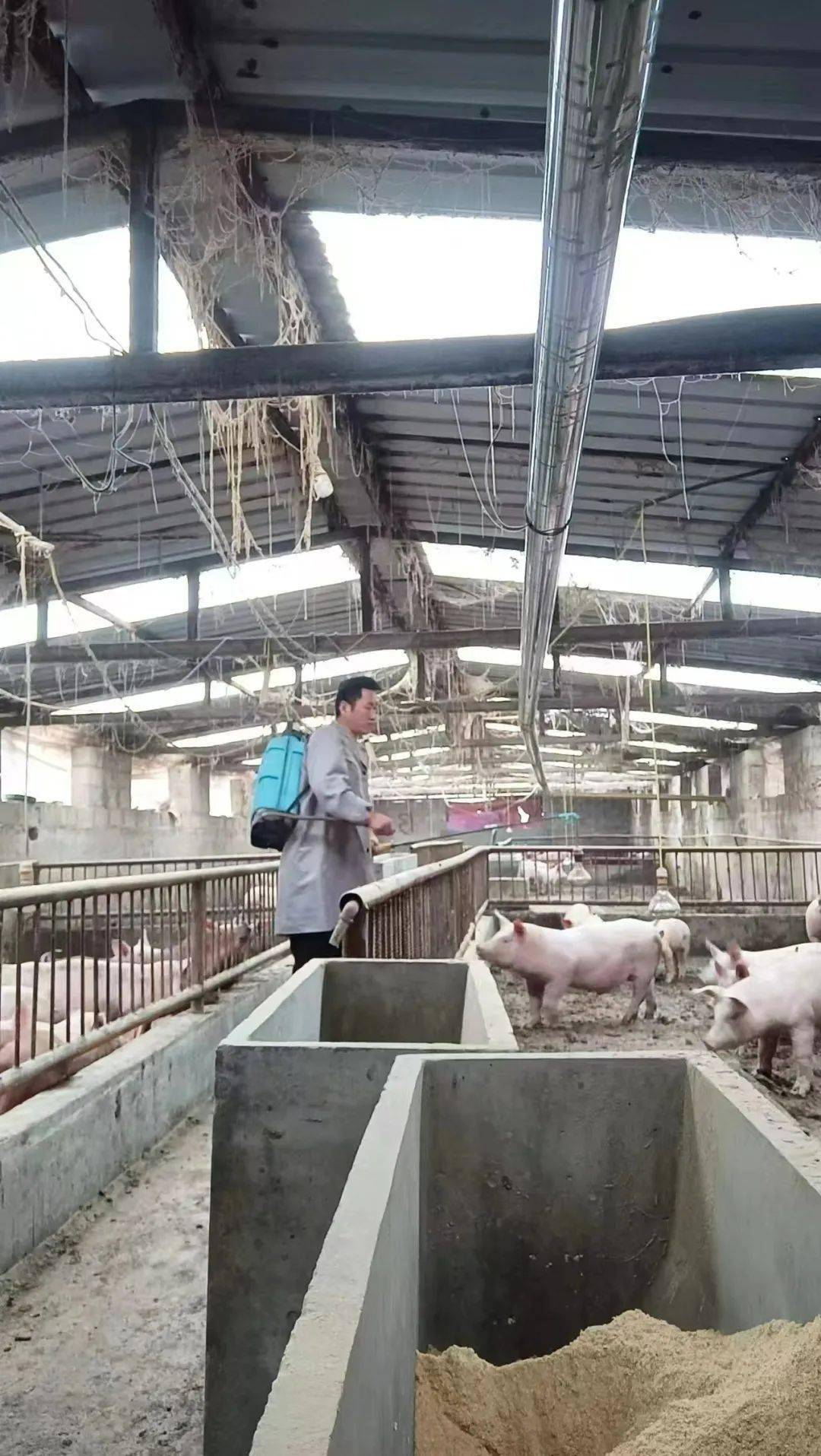 西和畜牧站开展"大清洗,大消毒"行动,净化养殖环境_工作_动物_畜禽