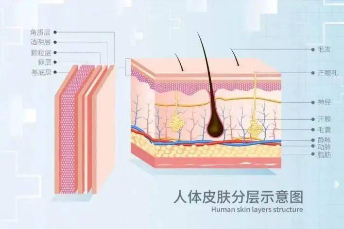 科学护肤,让岁月逆袭_皮肤_护理_油脂