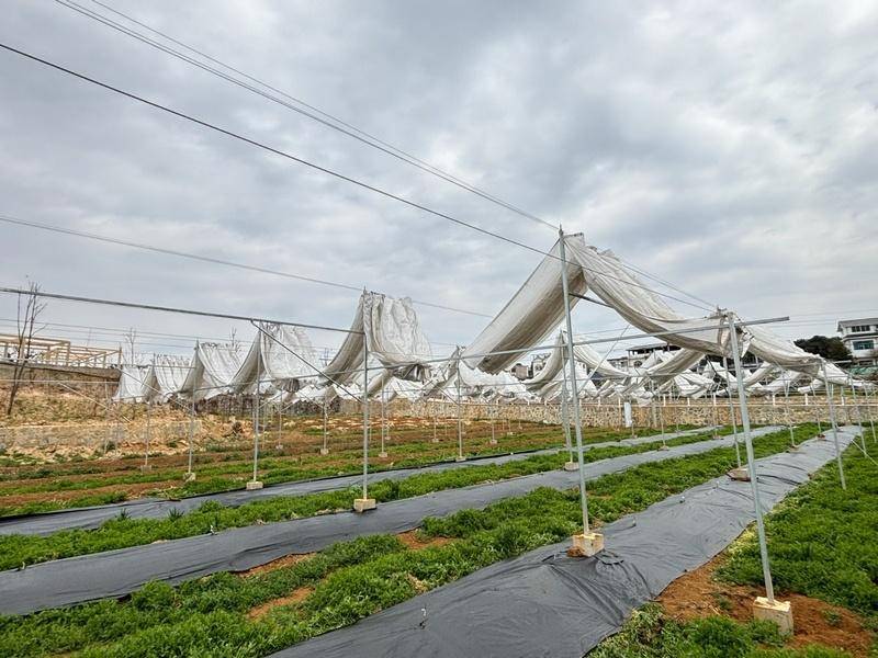 南明区新型避雨棚上岗助推永乐桃提质增效