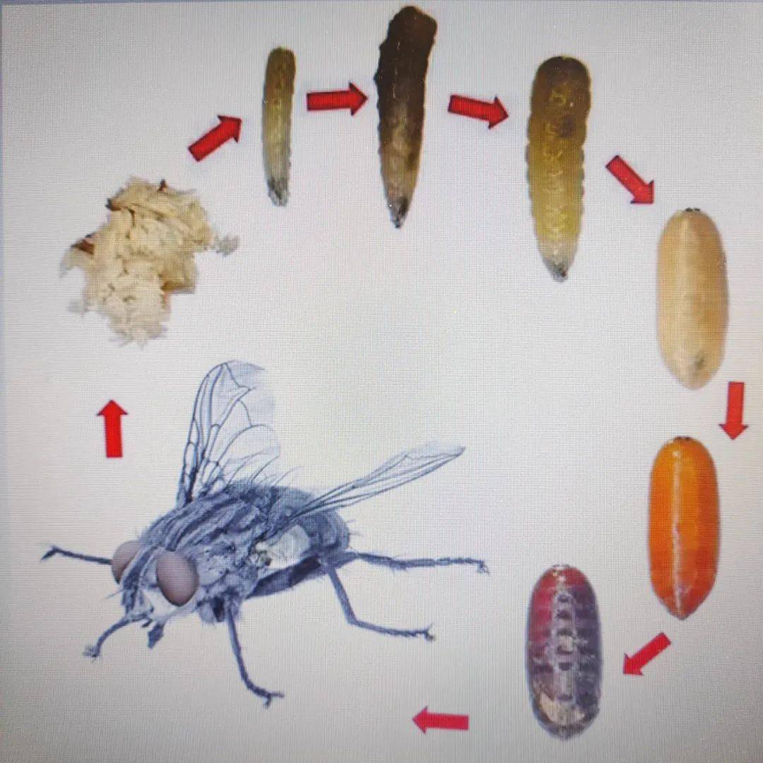 健康科普病媒生物防制知识苍蝇