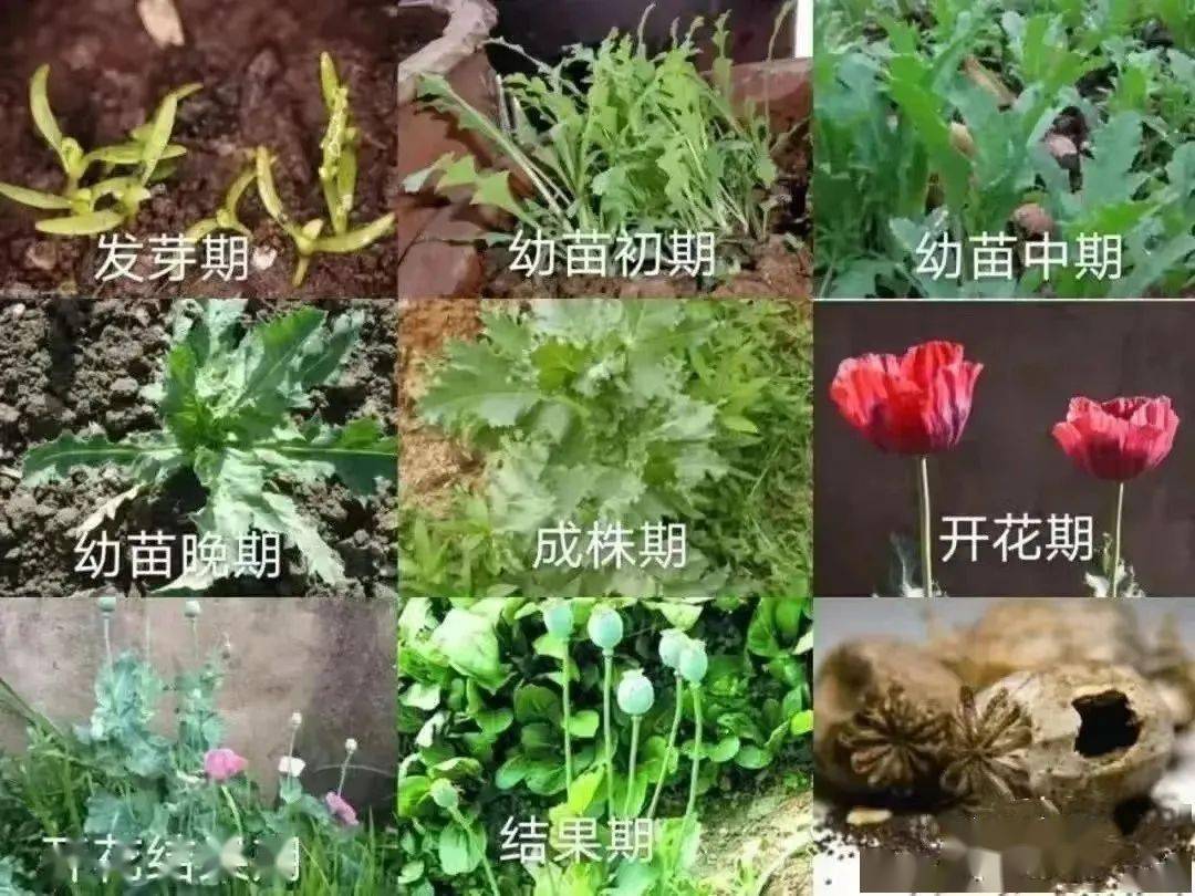 植物_毒品_叶子和