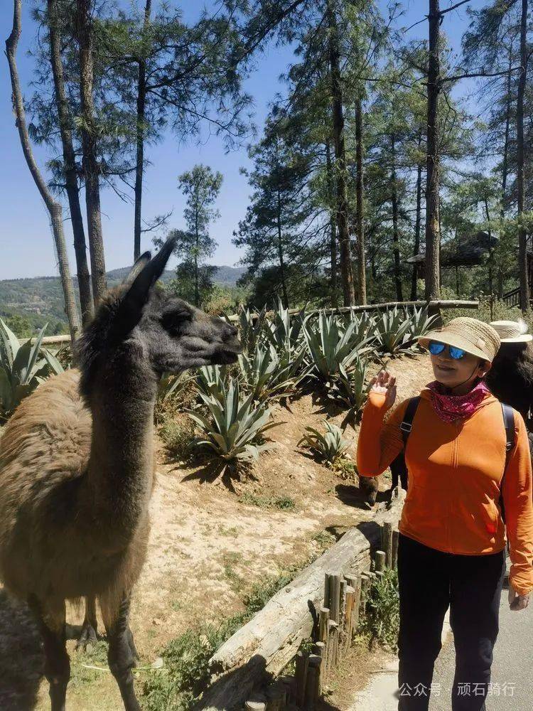 云南野生动物园樱花季