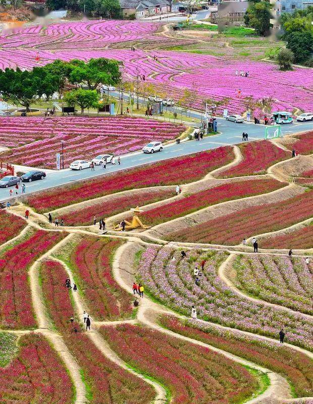 河源大湖寨花海图片