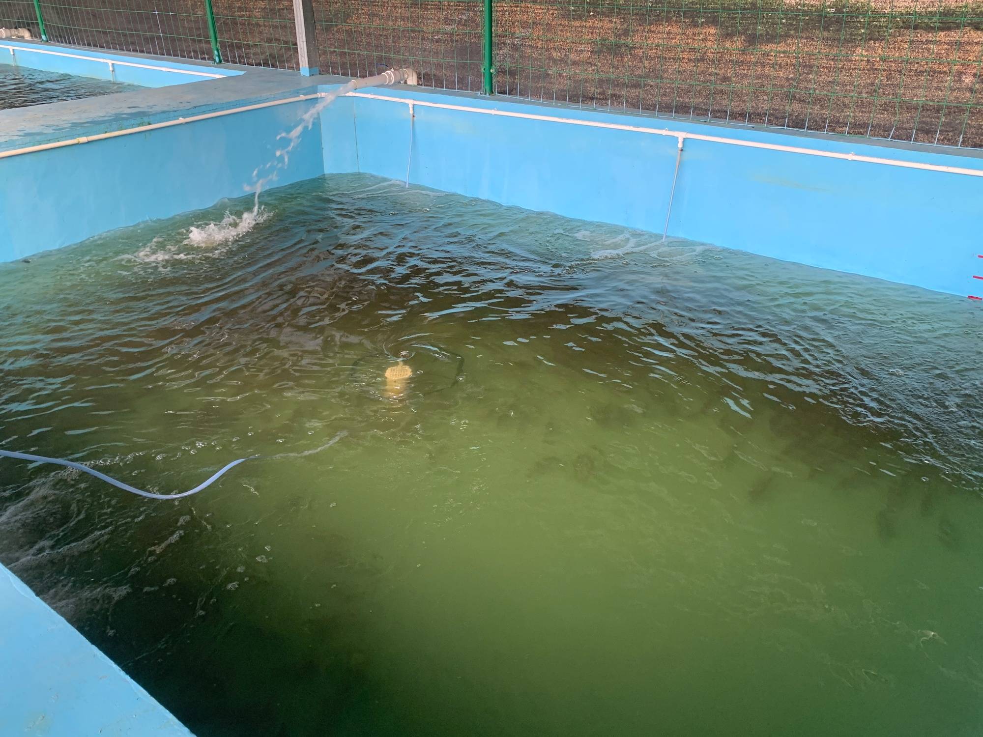 亩产预计提高50广东省农科院推进三元渔光一体标准化养殖