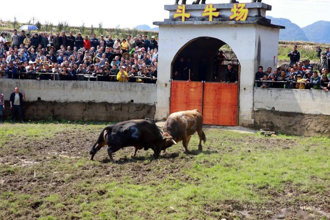 燃爆了!今天(二月二)上林木山乡卢於春社民俗活动现场人山人海
