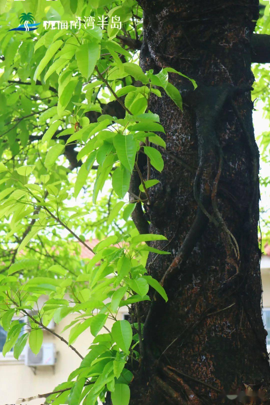 大乔木,高达15-25米,冠幅广展;老树常有锈褐色气根,树皮深灰色.