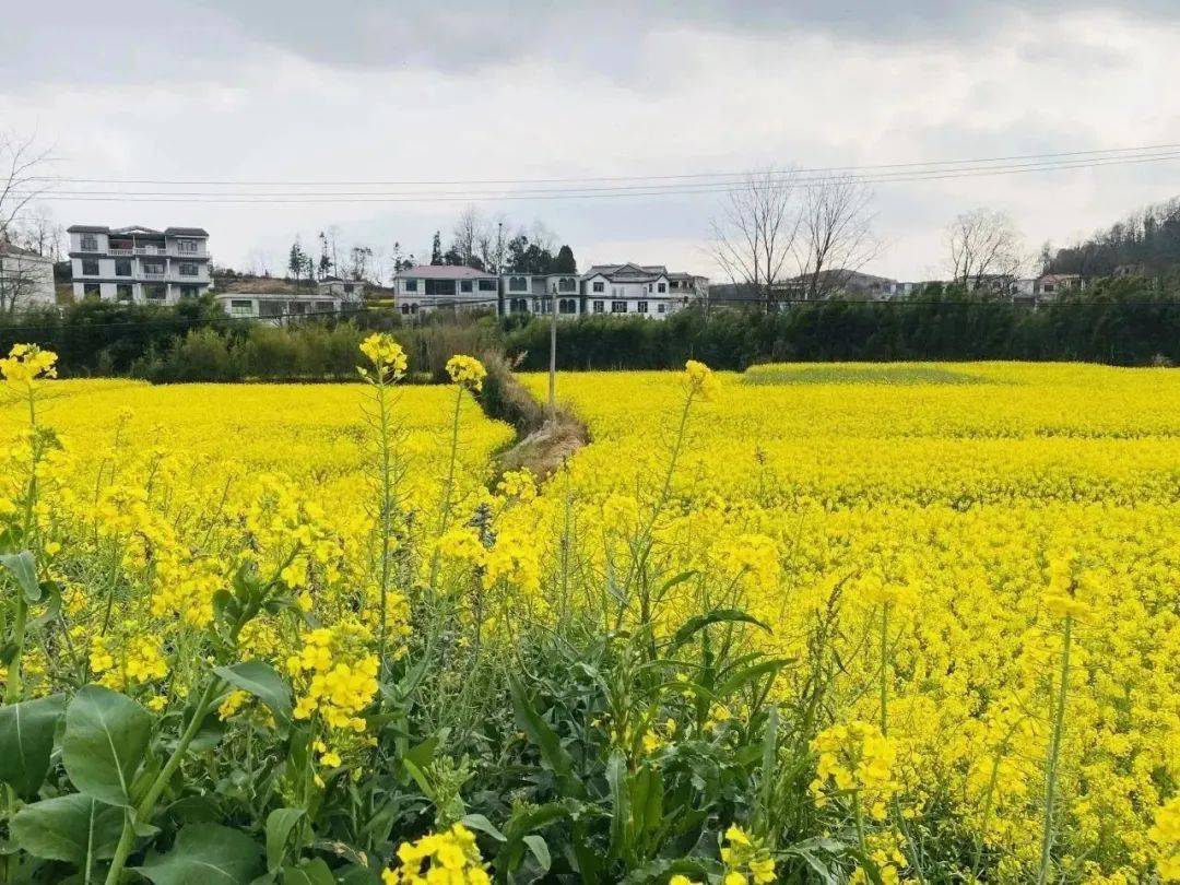 安顺平坝油菜花海图片