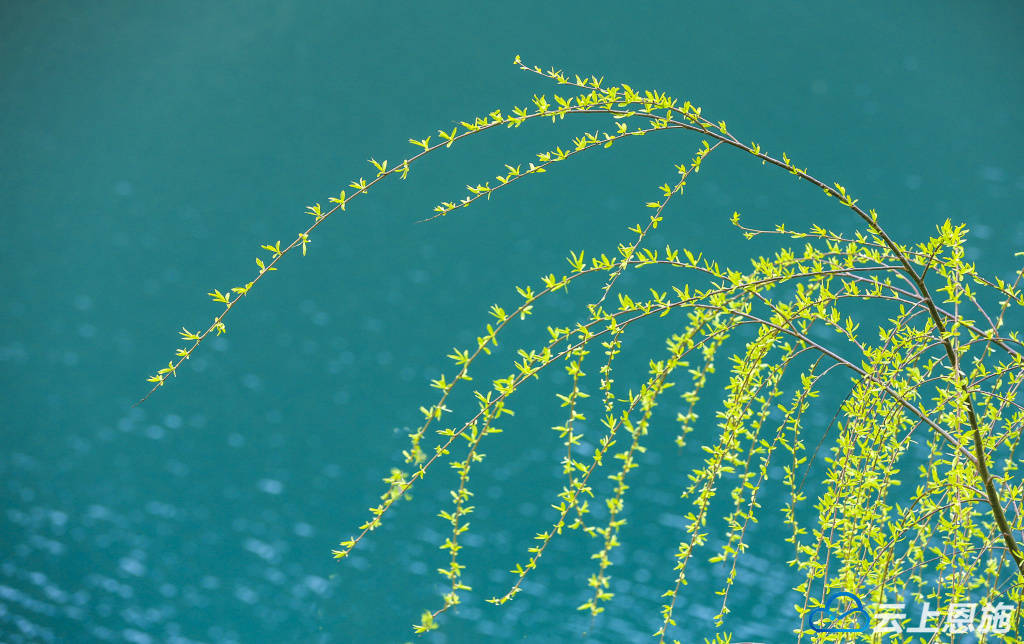 诗画鹤峰青青河边柳