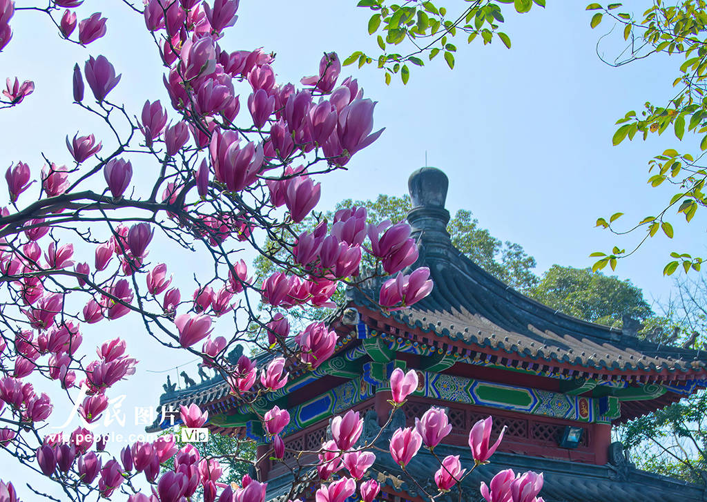 四川成都武侯祠玉兰花盛开