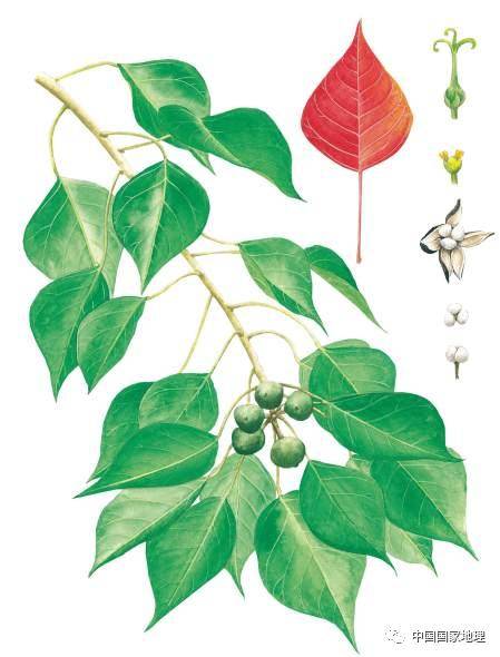 行道树_果实_树叶