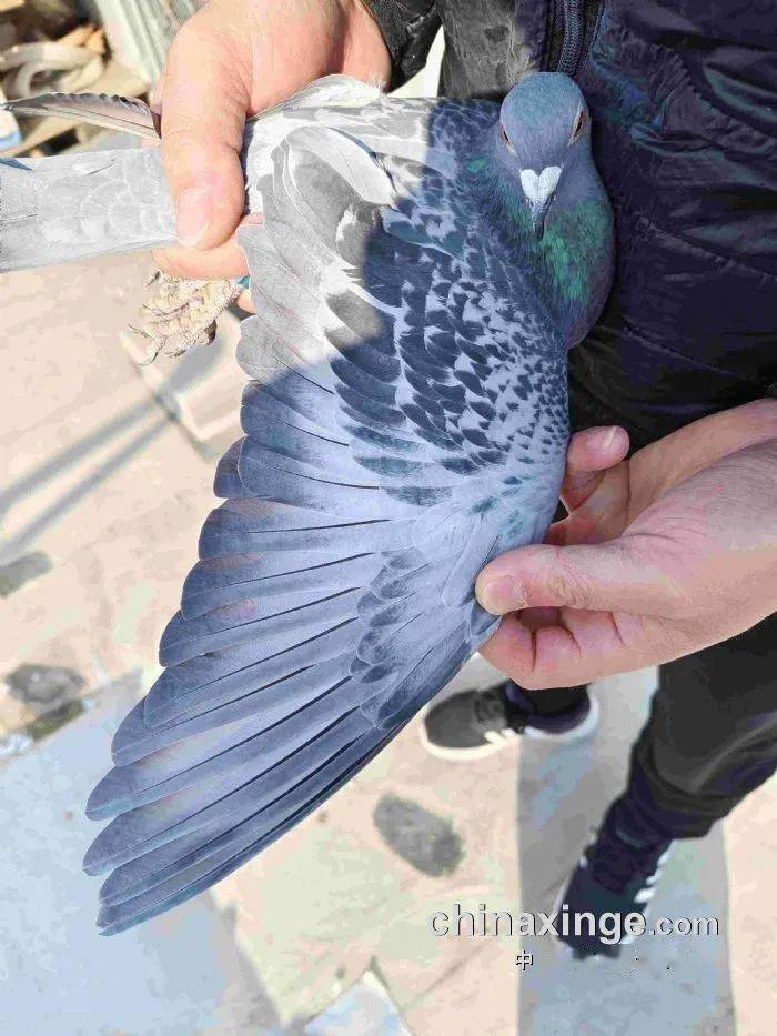 亚军:一朵天鸽,鸽子:23-01-1910001翅膀欣赏:季军:一朵天鸽,鸽子:22