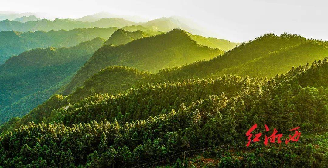 我们"嫁"给了这片山林:7名女子护林员的故事