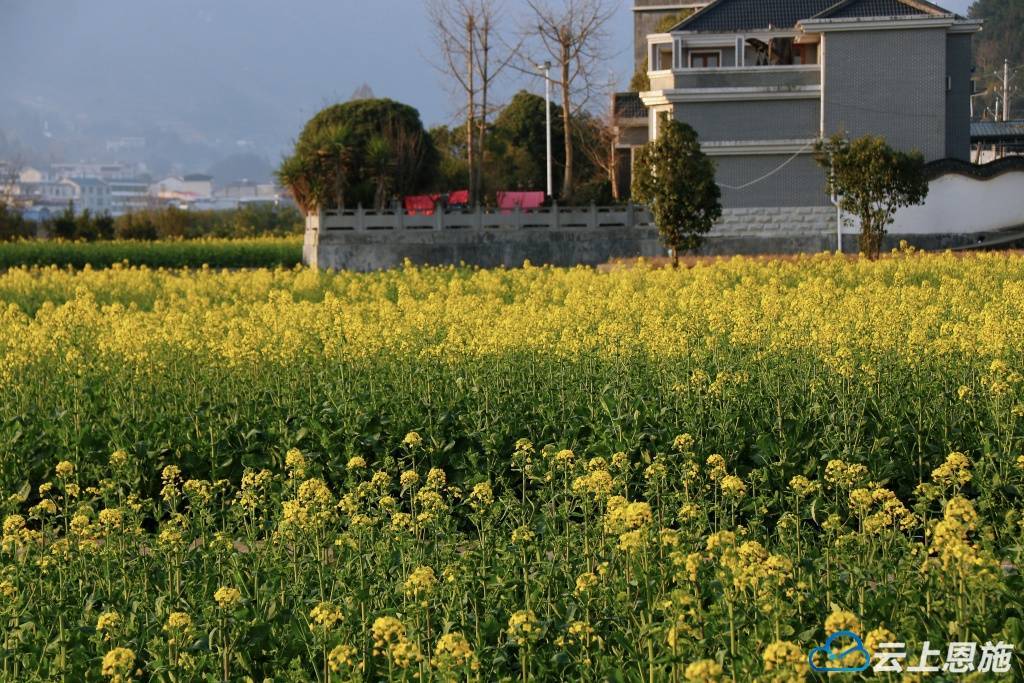 建始长梁绽放春天的色彩油菜花美不胜收
