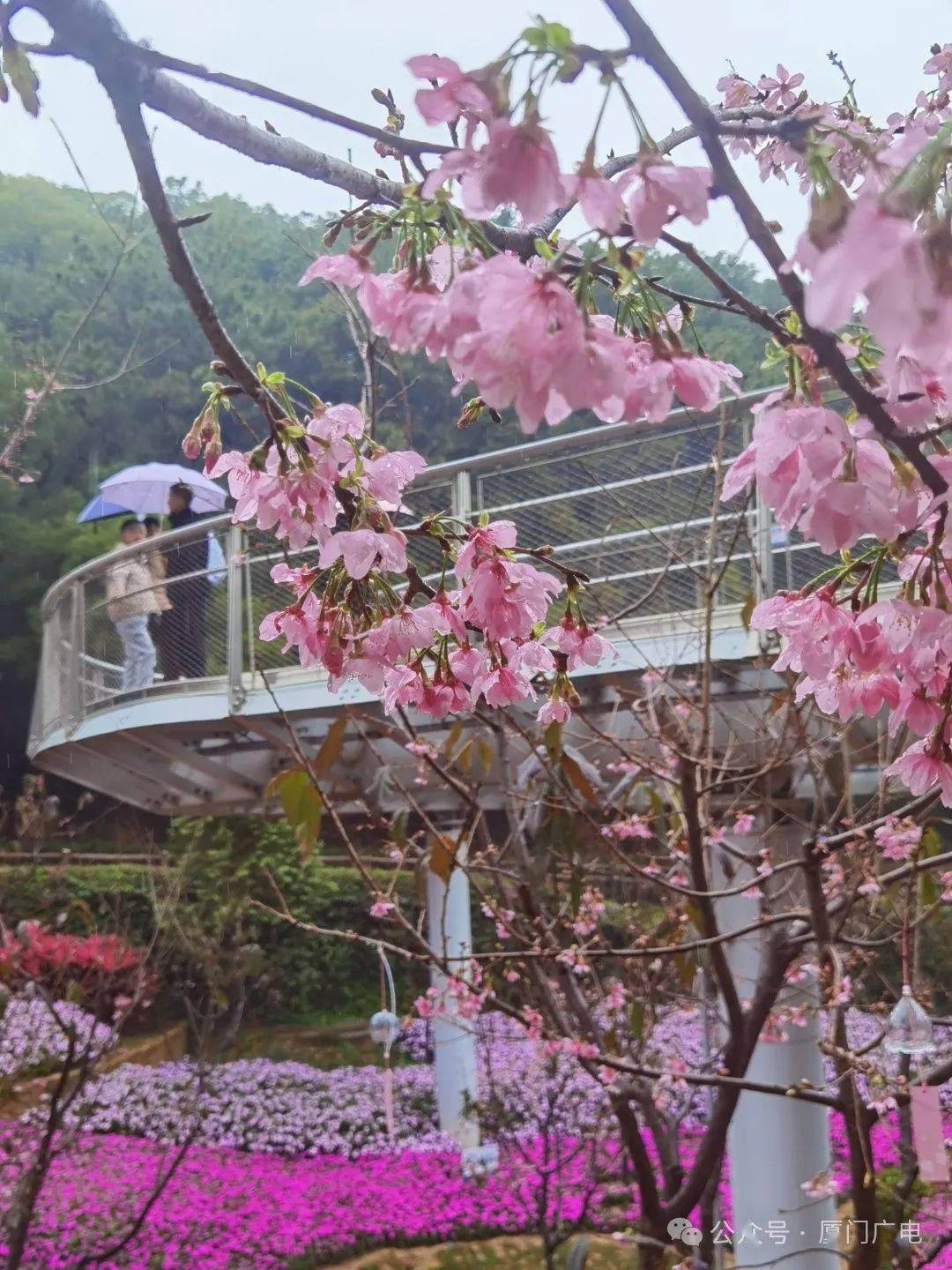 1000多株樱花云霞似锦走在步道上从白交祠村口行至徐水垵水库观光步道