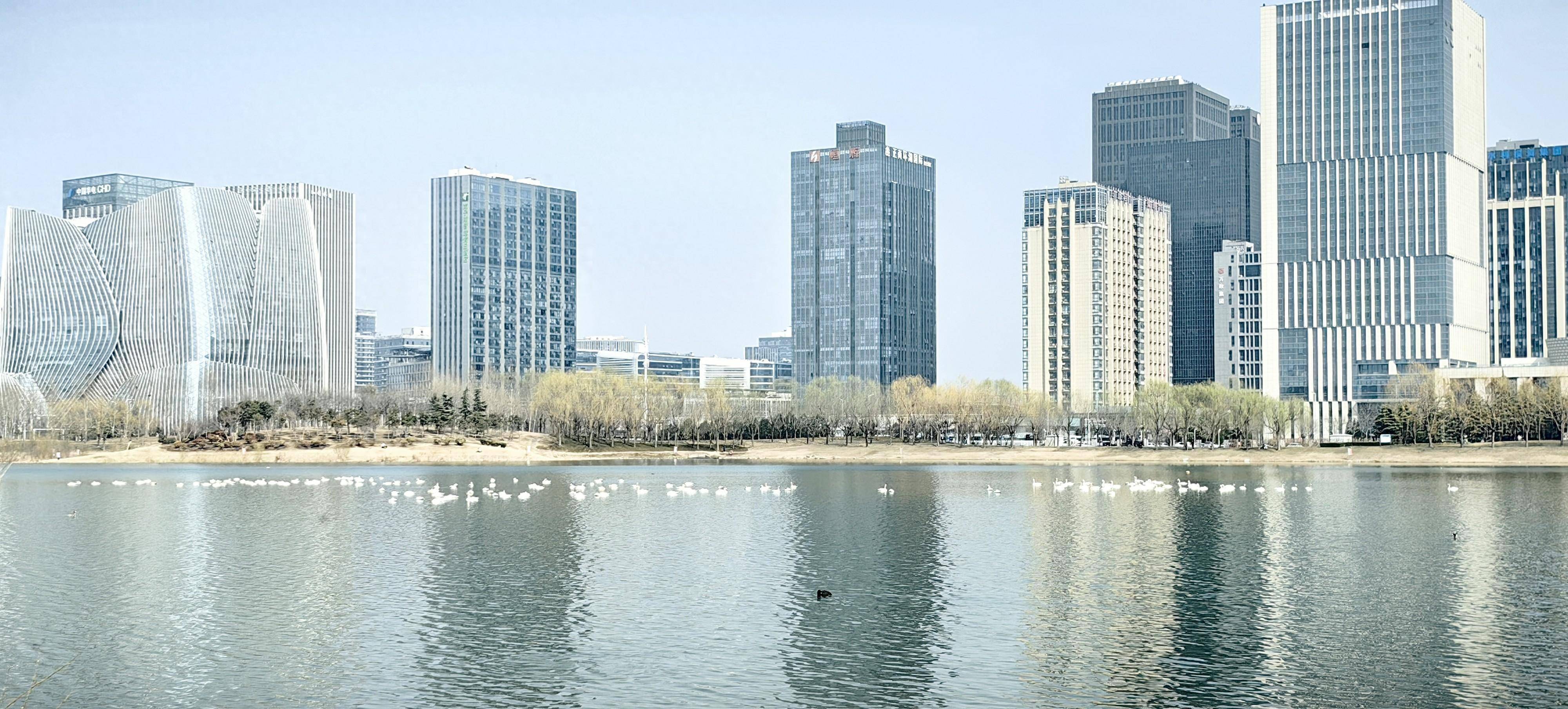 惊喜!上百只天鹅做客郑州龙子湖