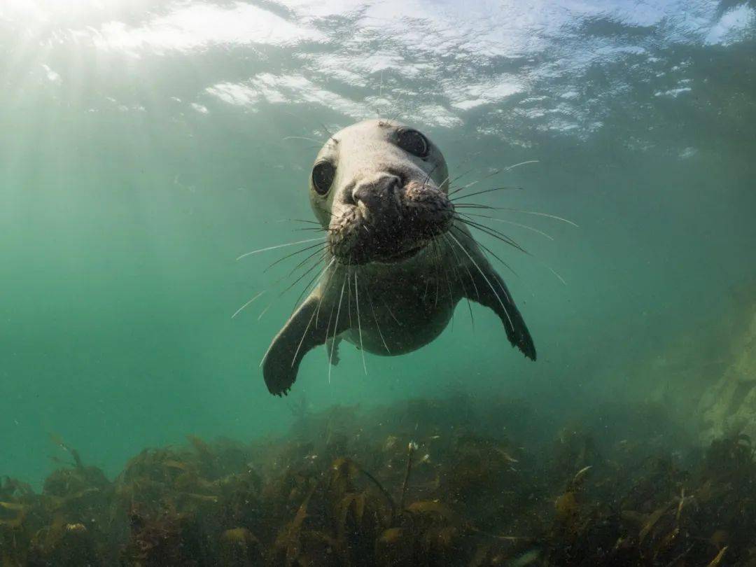 10种超稀有海洋生物