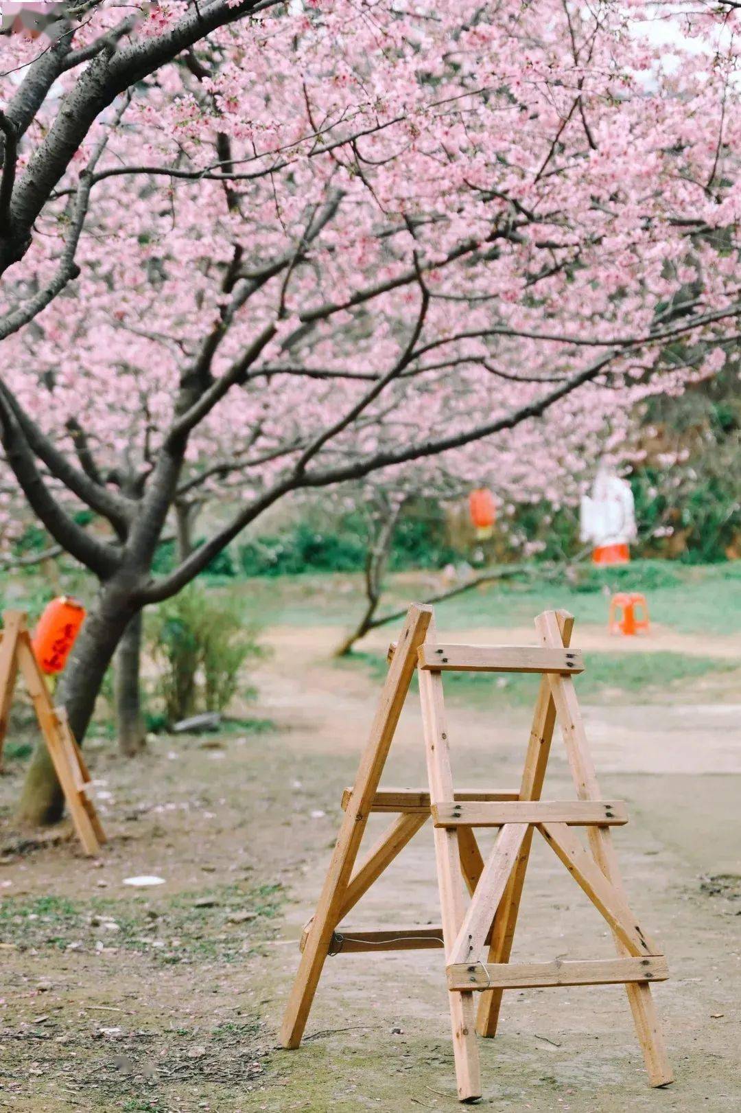 除此青绿,也爱粉樱_樱花_福州_茶亭公园
