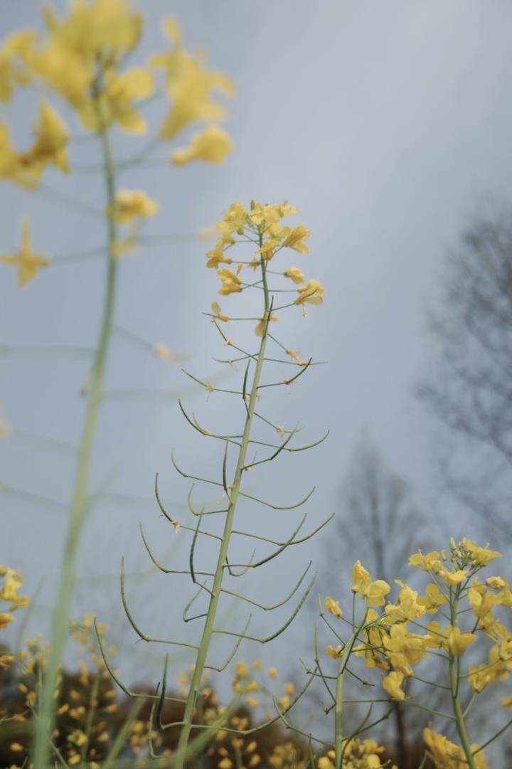 2024油菜花地图满目金黄的春天来了
