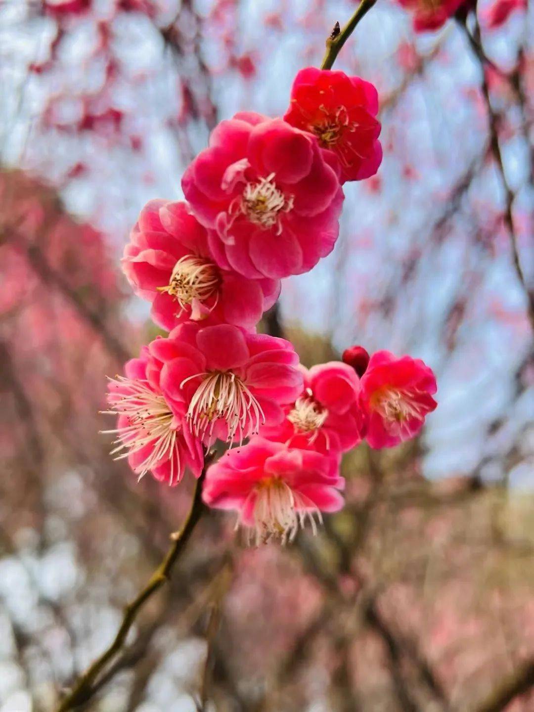 春暖花开季正是踏青时海安不可错过的早春美景