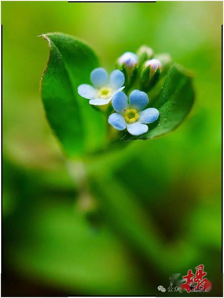 图集景深控制虚实拍花事半功倍