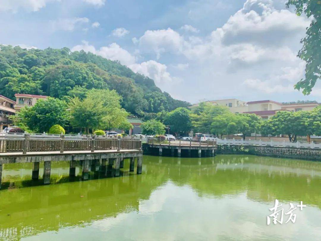 中山火炬区全民共绘"绿美图"_绿化_义务_建设