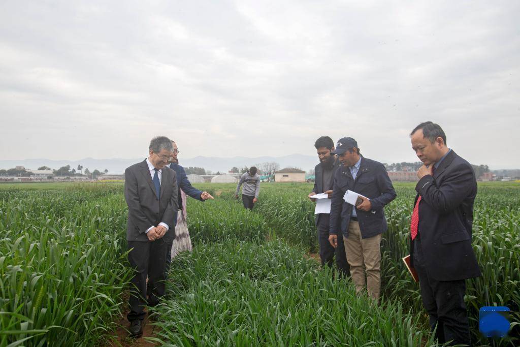 通讯中巴农业合作助力巴基斯坦培育小麦新品种