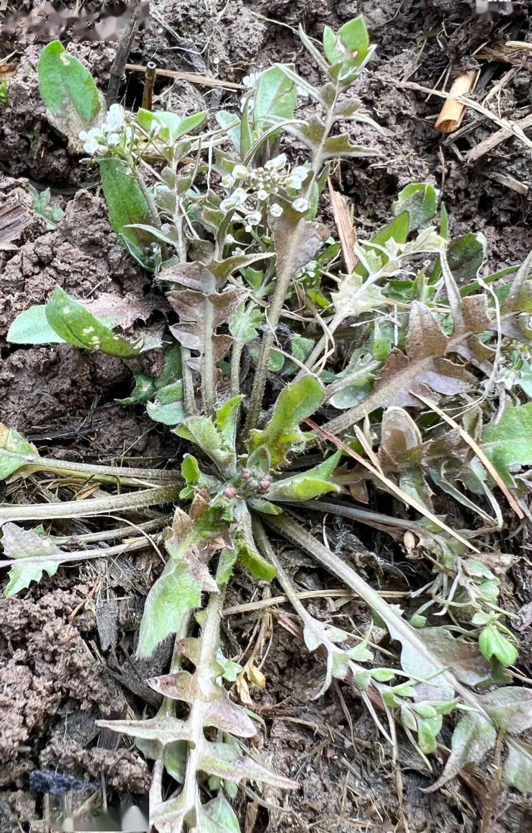 最近,不少郯城人在田间做这事!_荠菜_突发_野菜
