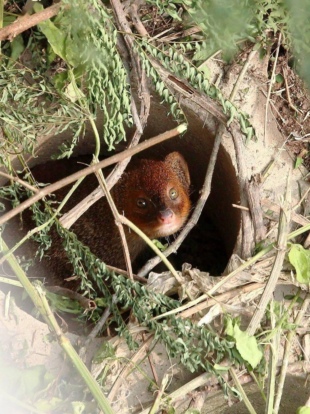 "植"新绿,趁现在!