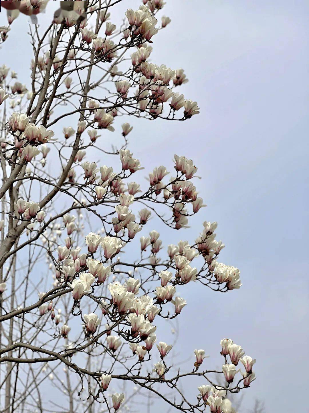 便可以在园内寻到一条不可多得的,以白玉兰为行道树的特色景观步道