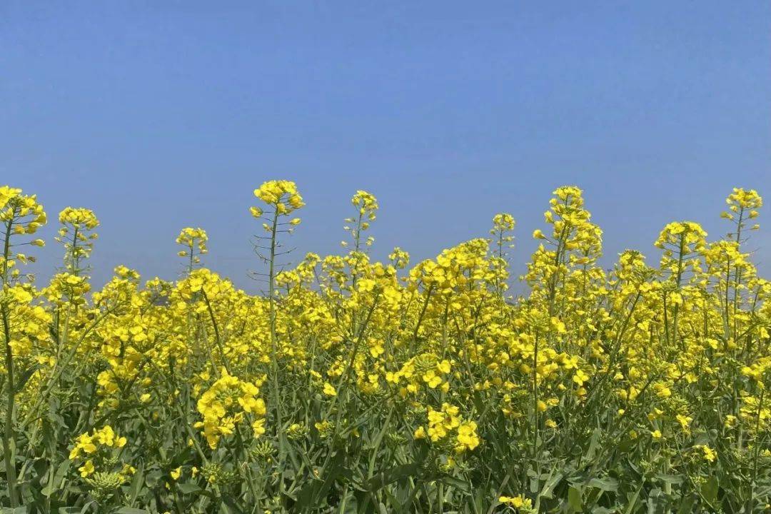 灰汤诚邀热爱生活的你推出"一起趣春游"限定计划湖南电台联合紫龙湾