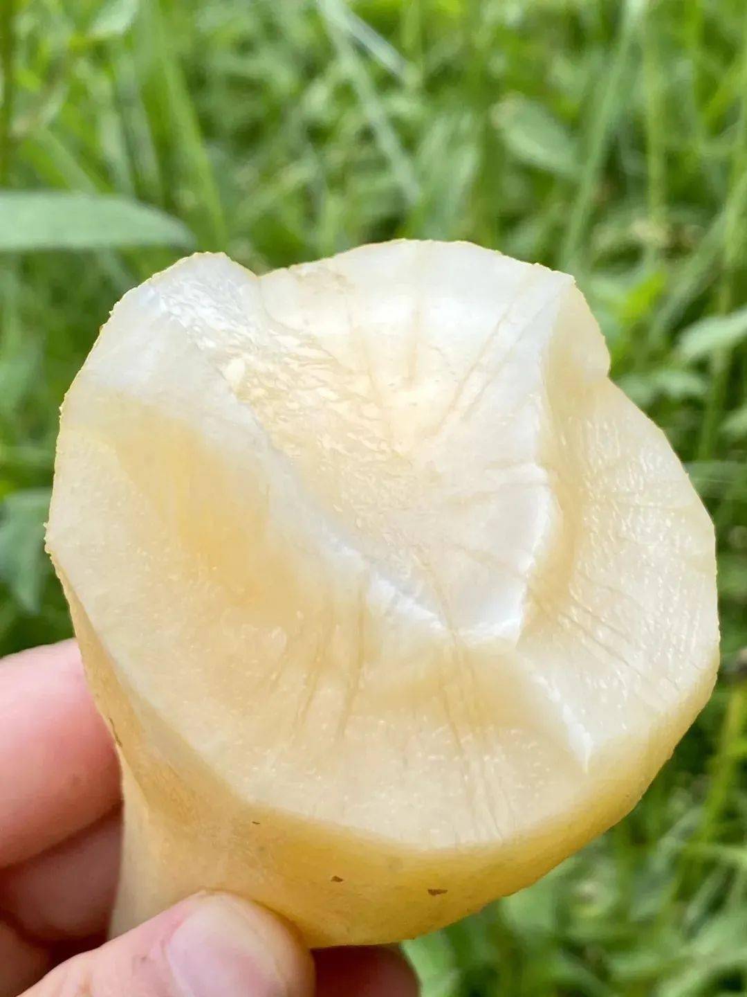 普者黑云水雪莲果形似甘薯如雪梨般清甜水嫩甜脆爆汁清爽解腻