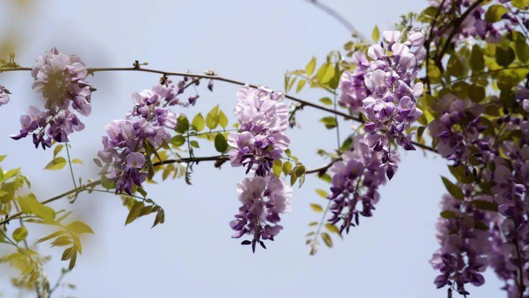 拍摄者:桑爱华淮安篇拍摄者:范守梅,李钰连云港市花果山景区,粉霞樱花