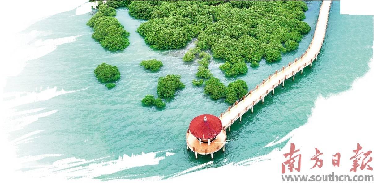享人海和谐 唱蓝色乐章_湛江_红树林_生态
