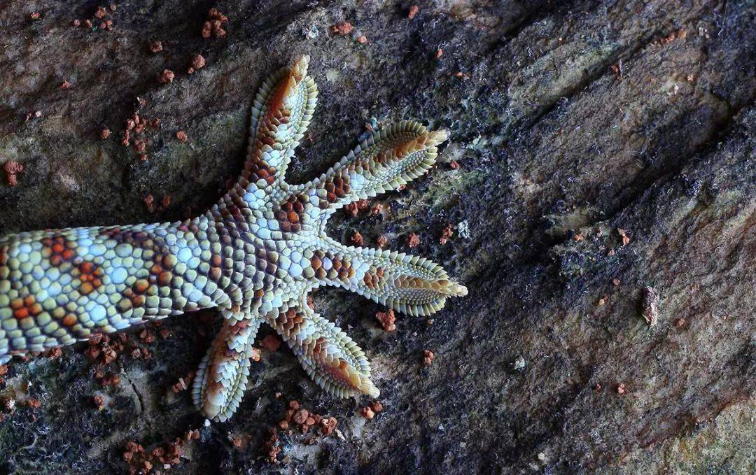 五一到我国喀斯特季雨林生物物种最后的诺亚方舟跟随唐志远温仕良拍摄